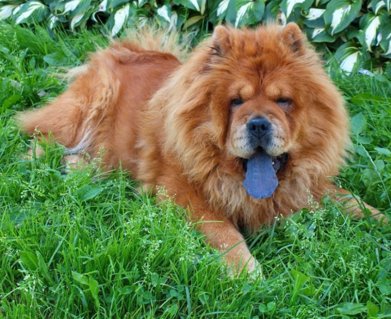 Why Do Chow Chow Dogs Have Blue Tongues Mystery Revealed Chow Chow Why Do Chow Chow Dogs Have Blue Tongues Mystery Revealed Chow Chow