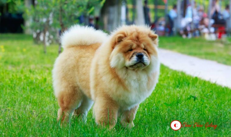 Chow Chow Weight