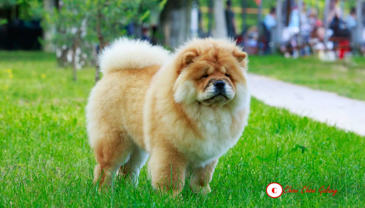 Chow Chow Weight