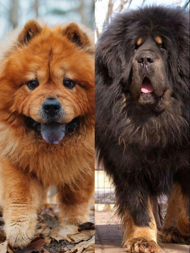 Are Tibetan Mastiffs The Same As Chow Chow